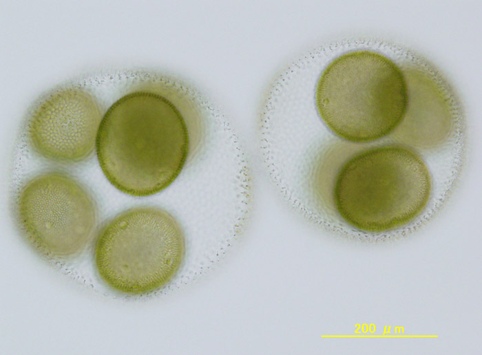 東京都で128年ぶりに「緑の宝石」ボルボックスを発見 | ナショナル