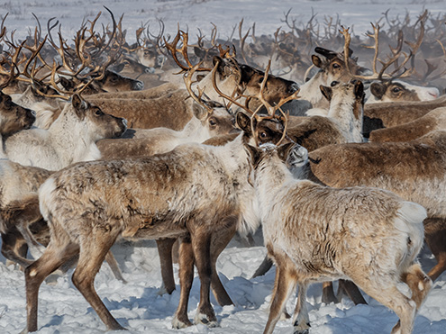 カナダの北極圏を流れるマッケンジー川の東岸を、放牧された6000頭のトナカイの群れが、繁殖地に向けて進む。最近、先住民のイヌビアルイトの共同体が、この群れの所有権を取得した。（PHOTOGRAPH BY KATIE ORLINSKY）