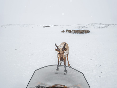 イヌビアルイトの牧夫が乗ったスノーモービルの進路に、トナカイの雄が立ちふさがった。（PHOTOGRAPH BY KATIE ORLINSKY）