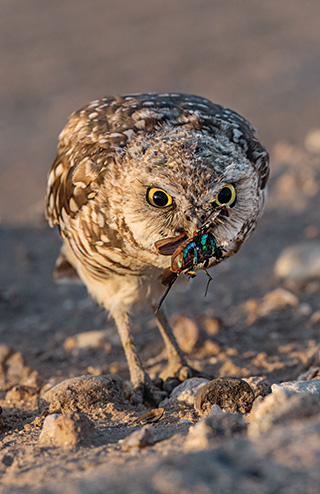 フクロウ・カラス(3)デコイセット