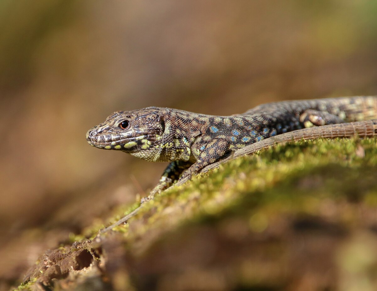 kanahebi様 ラエビスキノボリカナヘビ トカゲ図鑑