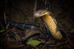 スピノサウルス サハラに眠る謎の巨大肉食恐竜 | ナショナル