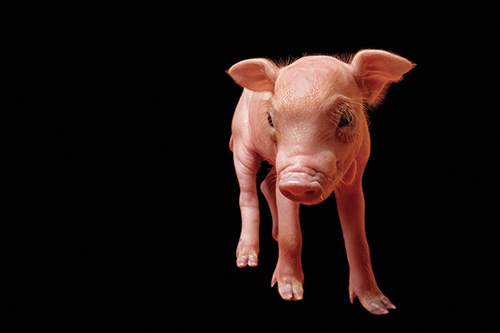 (PHOTOGRAPH BY CRAIG CUTLER)