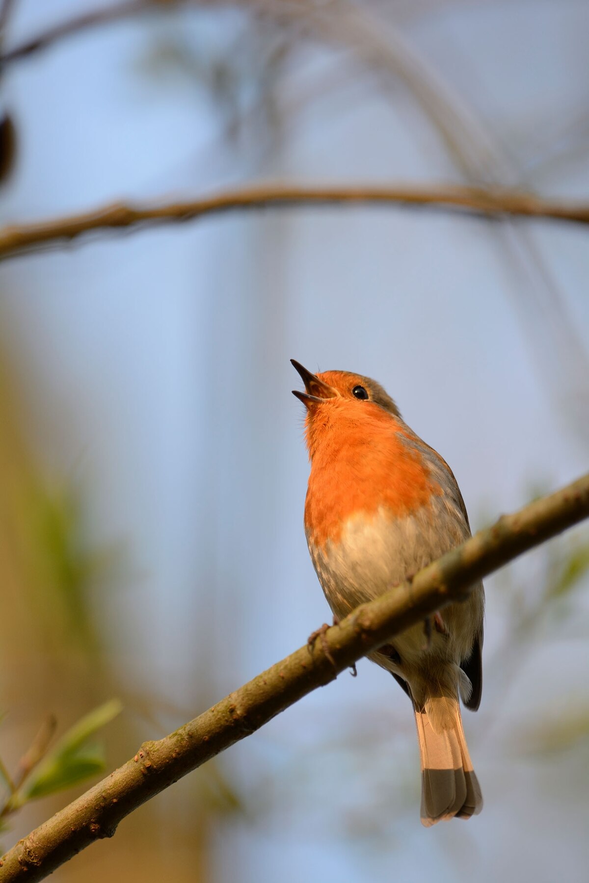 鳥のさえずりを聴くとうつや不安が軽減、健康効果の報告続々