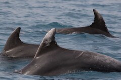カモノハシです カモノハシは紫外線で青緑に光る、目的は不明 | ナショナル ジオ