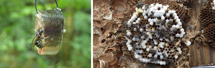 【エサ用】オオスズメバチ蜂の子 昆虫食】オオスズメバチ蜂の子 No.18