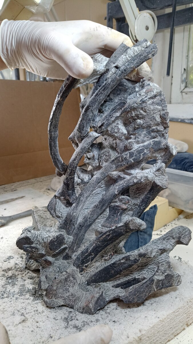 動画】7000万年前の「超肉食」ワニの新種、陸の恐竜を捕食か