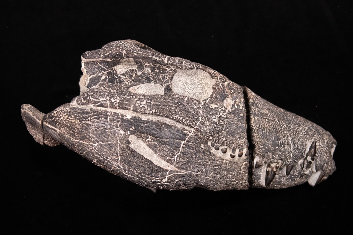 Cráneo fosilizado de Kostensuchus atrox, un cocodrilo de 70 millones de años que se cree fue el máximo depredador de lo que hoy es el sur de la Patagonia durante el Cretácico. (FOTOGRAFÍA DE JOSÉ BRUSCO)