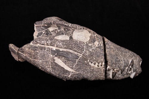 Cráneo fosilizado de Kostensuchus atrox, un cocodrilo de 70 millones de años que se cree fue el máximo depredador de lo que hoy es el sur de la Patagonia durante el Cretácico. (FOTOGRAFÍA DE JOSÉ BRUSCO)