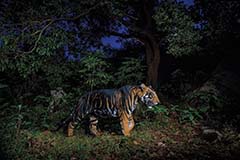 見事なヒスイの石仮面を古代マヤの王墓で発見、「闇の時代」に光