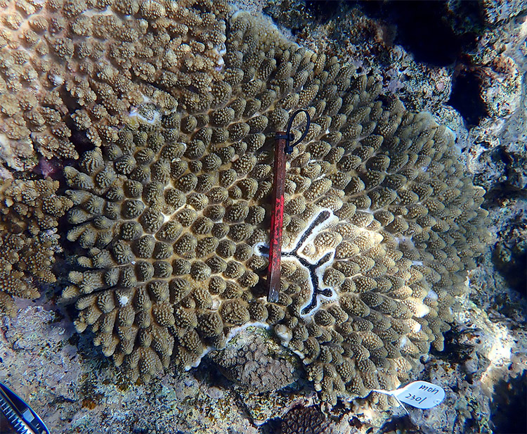 サンゴの交雑が進む、大規模な白化の後に、沖縄・瀬底島近海