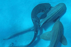 鍵井靖章　パイインターナショナル　絶版　三部 鍵井靖章 パイインターナショナル 絶版 三部 unknown（未知の海