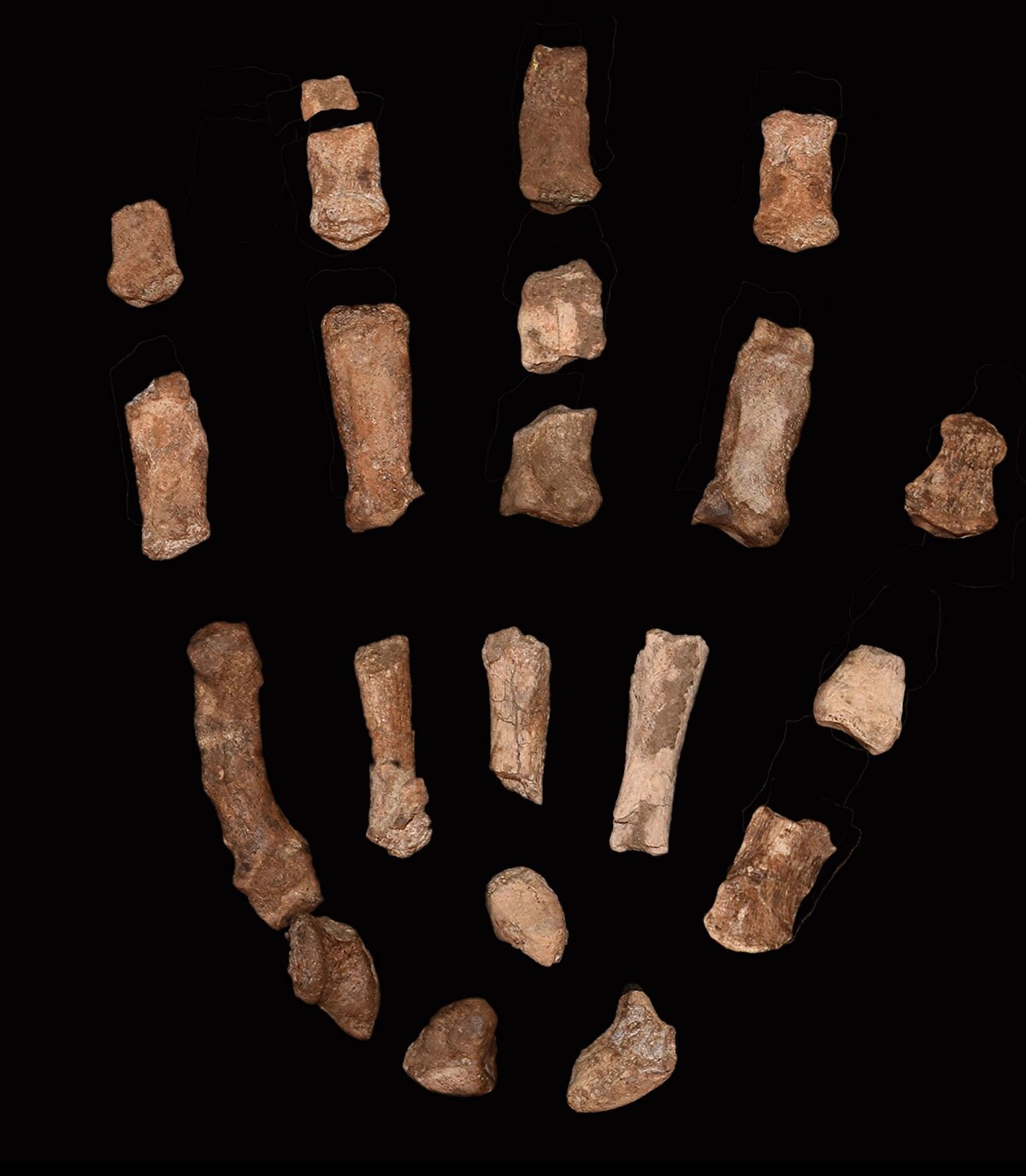 150万年前の初期人類の手の化石を発見、最古の道具作りの謎に光