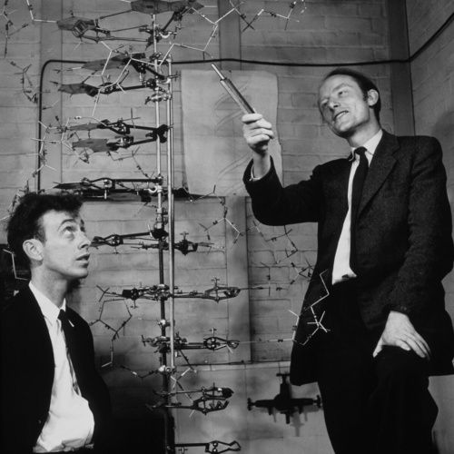 1953年5月、英ケンブリッジ大学のキャベンディッシュ研究所で、DNA分子の一部分を再現した模型を見るワトソン氏(左)とフランシス・クリック(右)。(A. BARRINGTON BROWN, © GONVILLE & CAIUS COLLEGE / SCIENCE PHOTO LIBRARY)