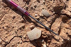 ギャラリー：巨大な巻き貝ダイオウイトマキボラ 写真5点 | ナショナル