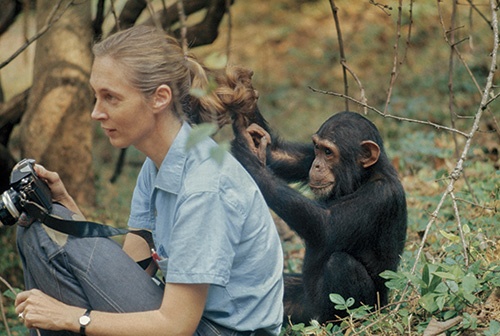 1970年代のゴンベで、幼いフロイトがグドールの髪を調べる。彼女の研究に人々が魅了された理由の一つは、チンパンジーと親密な関係を築いたためだ。研究者たちは現在、野生のチンパンジーとの身体的な接触を避けている。(PHOTOGRAPH BY DEREK BRYCESON)