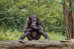 <span style="line-height:1.5;">グドールの初期の研究の大部分は、チンパンジーの日常の行動を観察し、ノートに書き留めることだった(上段のノートは1961年頃のもの)。そのなかで、彼女は霊長類学を再定義するような行動を確認し、ポム(左下)やフロー(右下の左端)といった印象的な個体について記録していった。(PHOTOGRAPH BY JANE GOODALL INSTITUTE(ノート); JANE GOODALL(ポム); PAT MCGINNIS(フロー))</span>