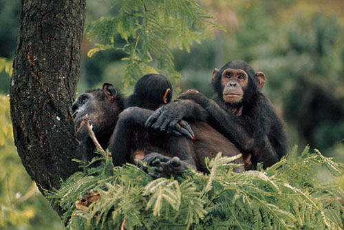 <span style="line-height:1.5;">グドールの初期の研究の大部分は、チンパンジーの日常の行動を観察し、ノートに書き留めることだった（上段のノートは1961年頃のもの）。そのなかで、彼女は霊長類学を再定義するような行動を確認し、ポム（左下）やフロー（右下の左端）といった印象的な個体について記録していった。（PHOTOGRAPH BY JANE GOODALL INSTITUTE（ノート）; JANE GOODALL（ポム）; PAT MCGINNIS（フロー））</span>