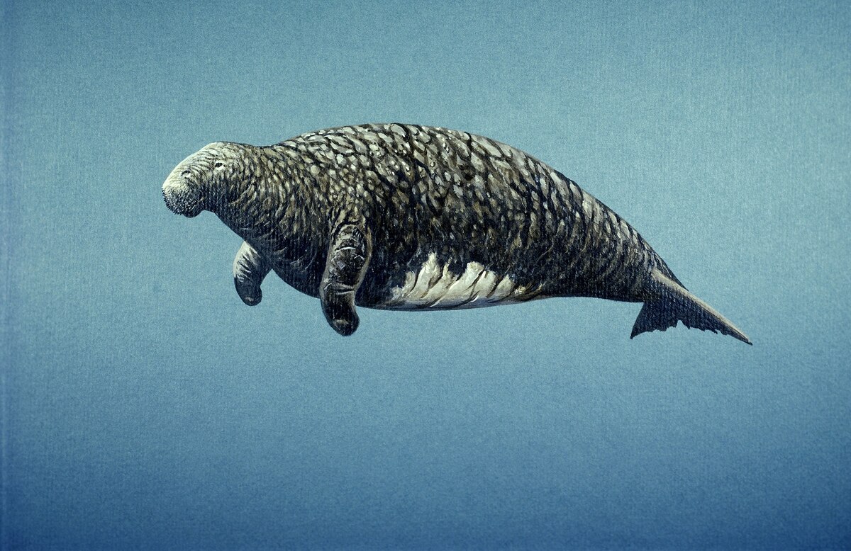 残念かいぎゅう 発見からわずか27年で乱獲により絶滅、ステラーカイギュウの悲劇