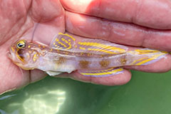 深海のサメ、ラブカが網にかかる、歯が300本 | ナショナル ジオ