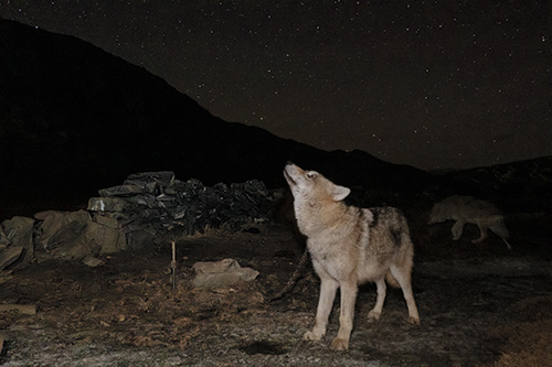 オオカミと生きる 家畜の捕食者で聖なる生き物、モンゴル遊牧民