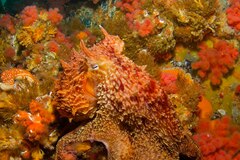 メカジキの吻はなぜ折れないのか？ | ナショナル ジオグラフィック日本