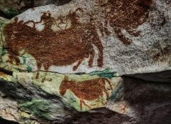 世界最古の洞窟壁画を発見、6万7800年前 インドネシア | ナショナル