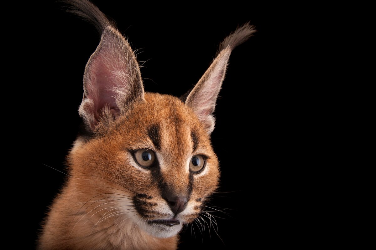 ひそやかなネコ 絶滅の危機にさらされる小型の野生ネコたち