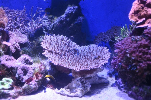 佐島漁港で水揚げされたテーブル状ミドリイシ。新江ノ島水族館(藤沢市)で展示されている(同水族館 園山貴之氏提供)