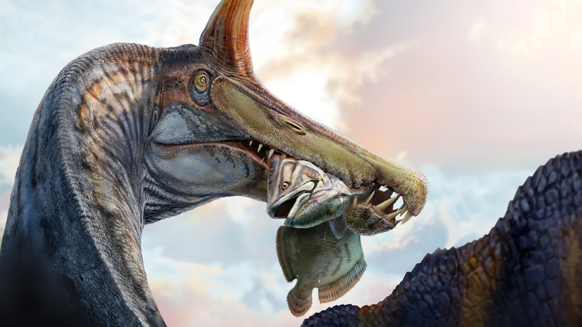 ナショナルジオグラフィック日本版サイト