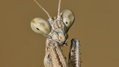 第123回 目立たないけどトゲだらけ、サルオガセツユムシ | ナショナル