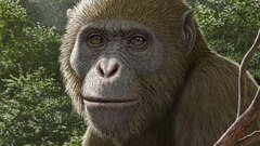 ノコギリエイ | ナショナル ジオグラフィック日本版サイト