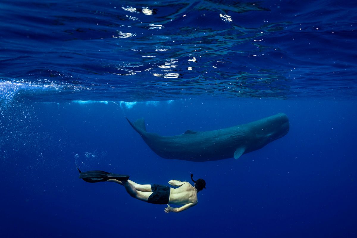 世界初のマッコウクジラ保護区で貴重な出合いを楽しむ、ドミニカ