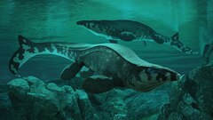 ナンヨウタカラガイ | ナショナル ジオグラフィック日本版サイト