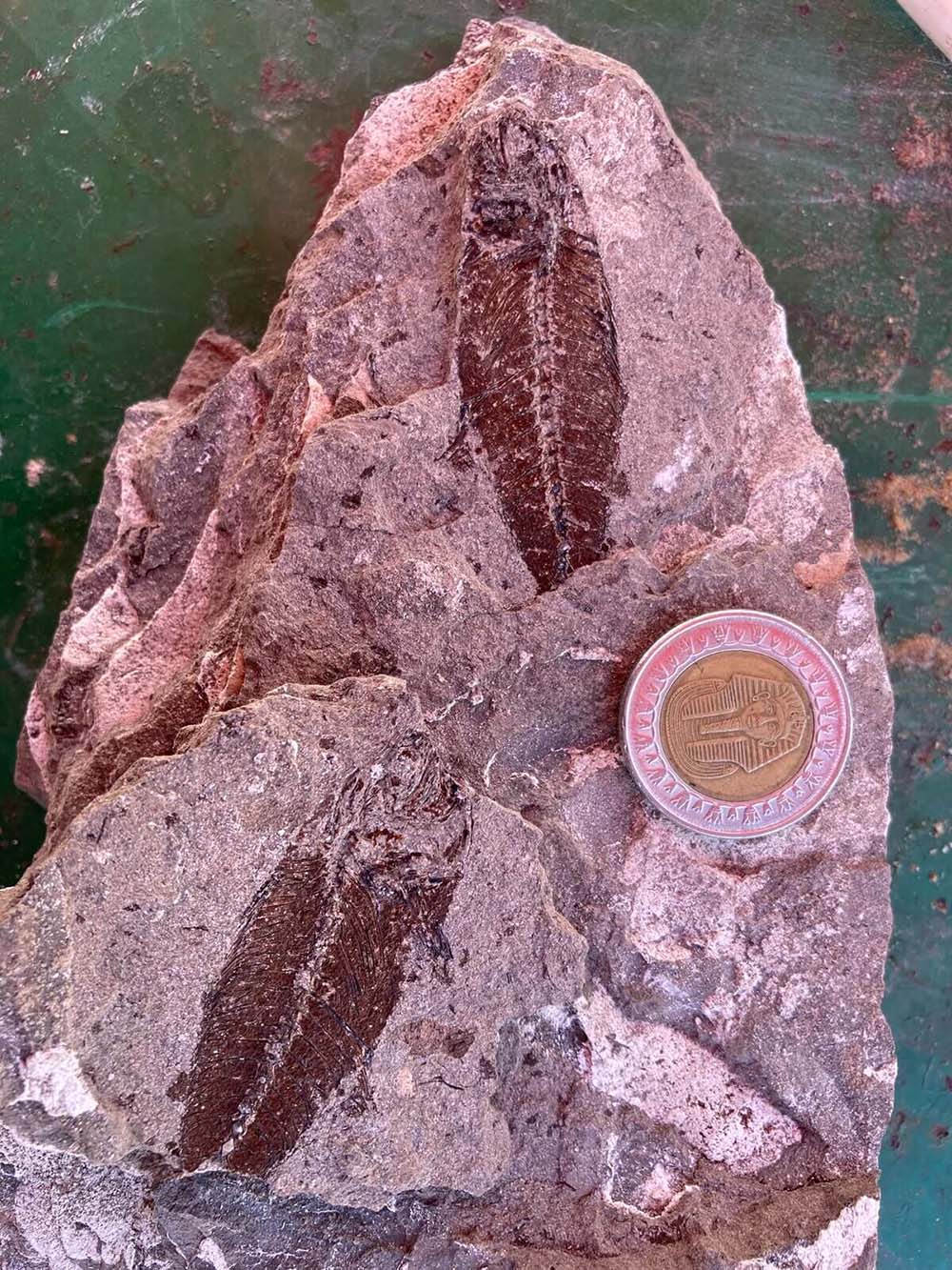 魚の化石です まるで「化石の水族館」、6220万年前の魚の化石を大量に発見