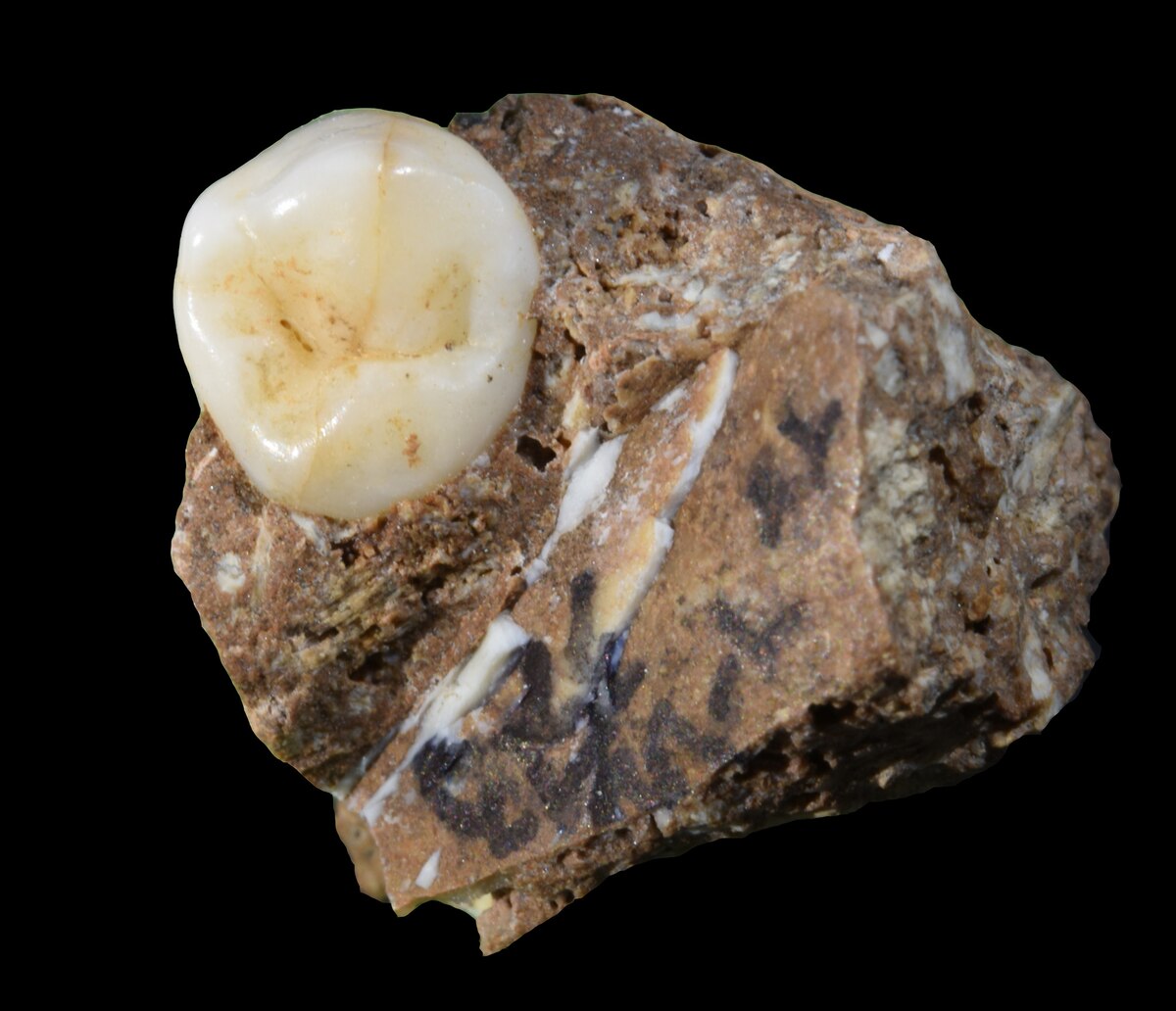 謎多きデニソワ人の化石と大量の石器発見、ついに暮らしが見えた