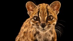 大型ネコ科動物の危険性、最近の事故 | ナショナル ジオグラフィック