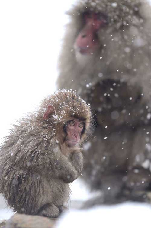 「永遠の愛情」