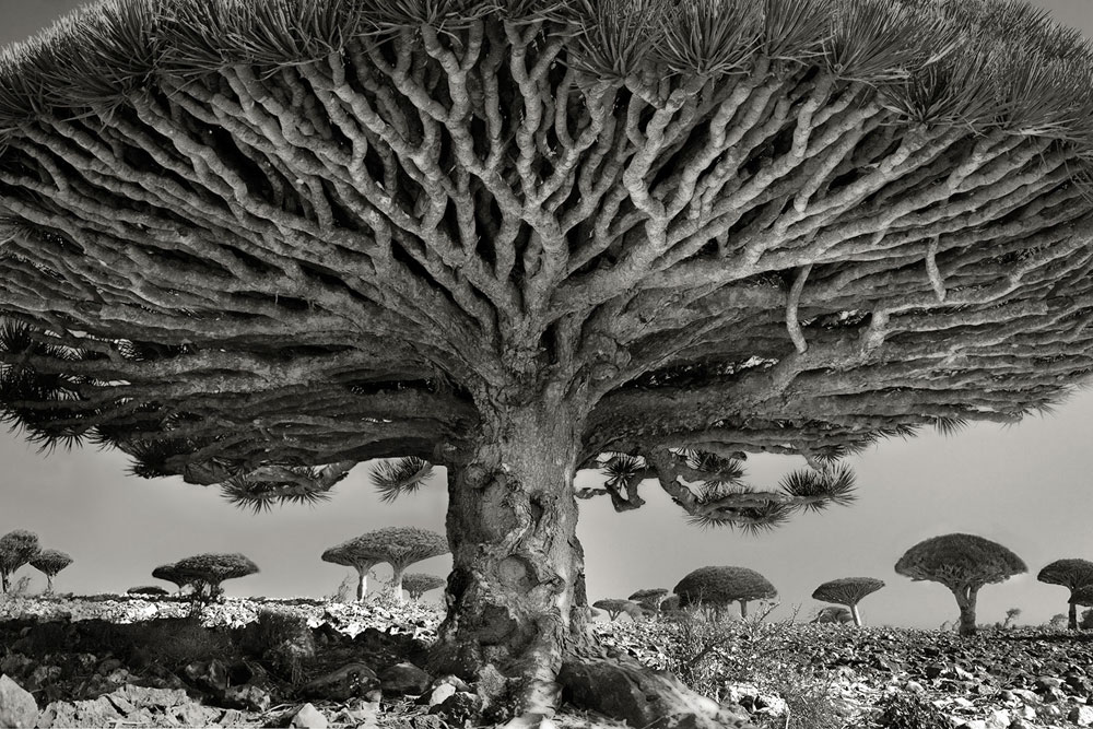 世界の老樹 圧倒的な存在感 ナショナルジオグラフィック日本版サイト