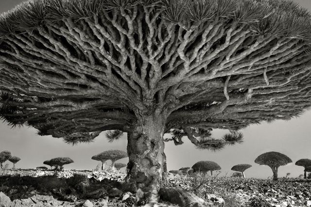 世界の老樹 圧倒的な存在感 ナショナル ジオグラフィック日本版サイト