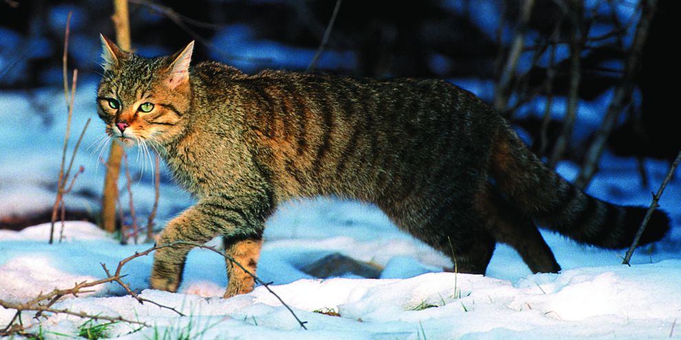 野生の仲間 ヤマネコたち | ナショナル ジオグラフィック日本版サイト