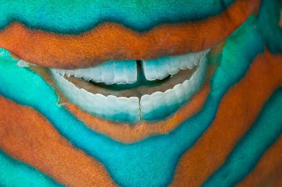 水中写真の巨匠デビッド・デュビレ傑作写真集 | ナショナル ジオ