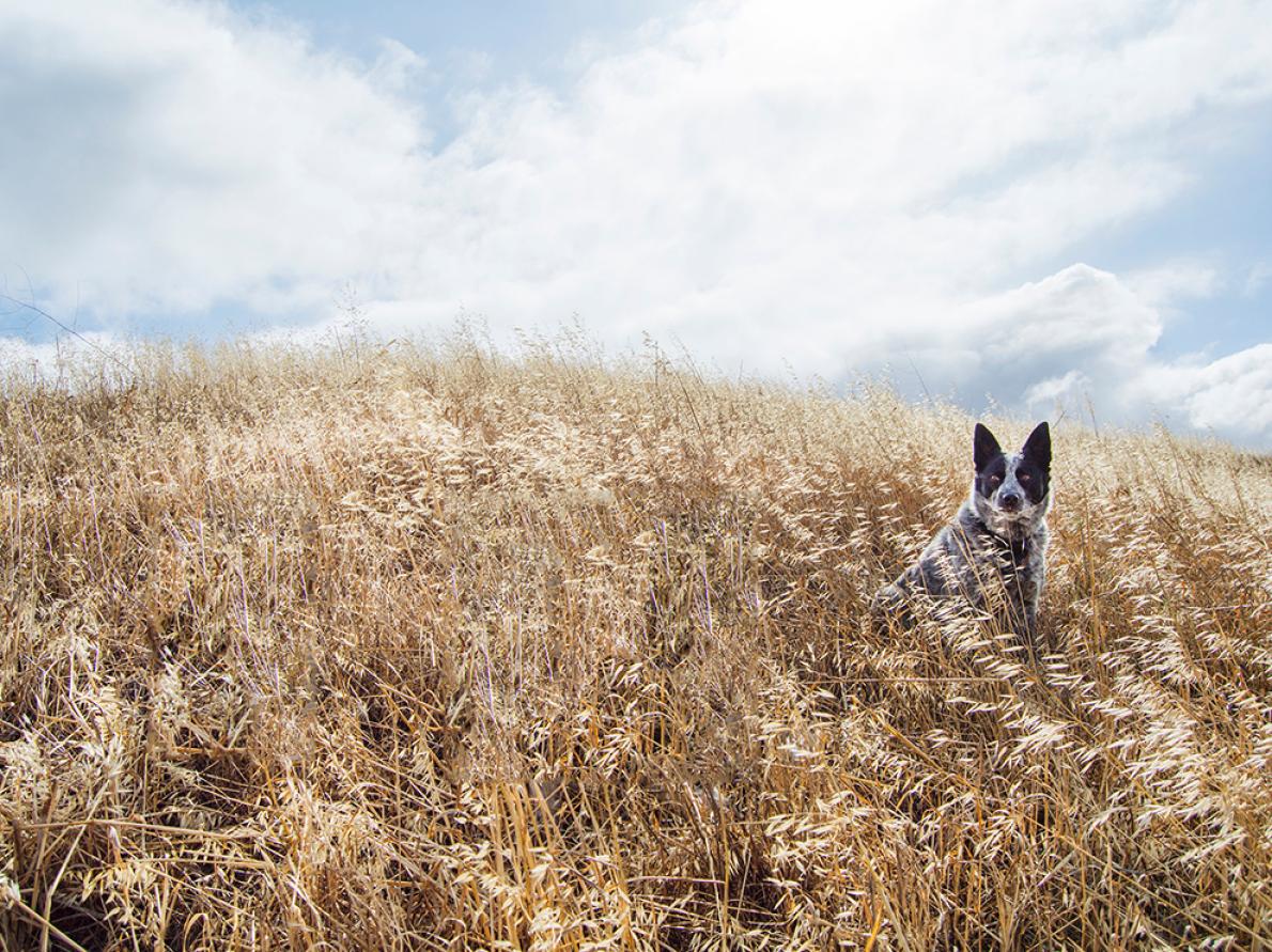 金色の野原にたたずむ犬