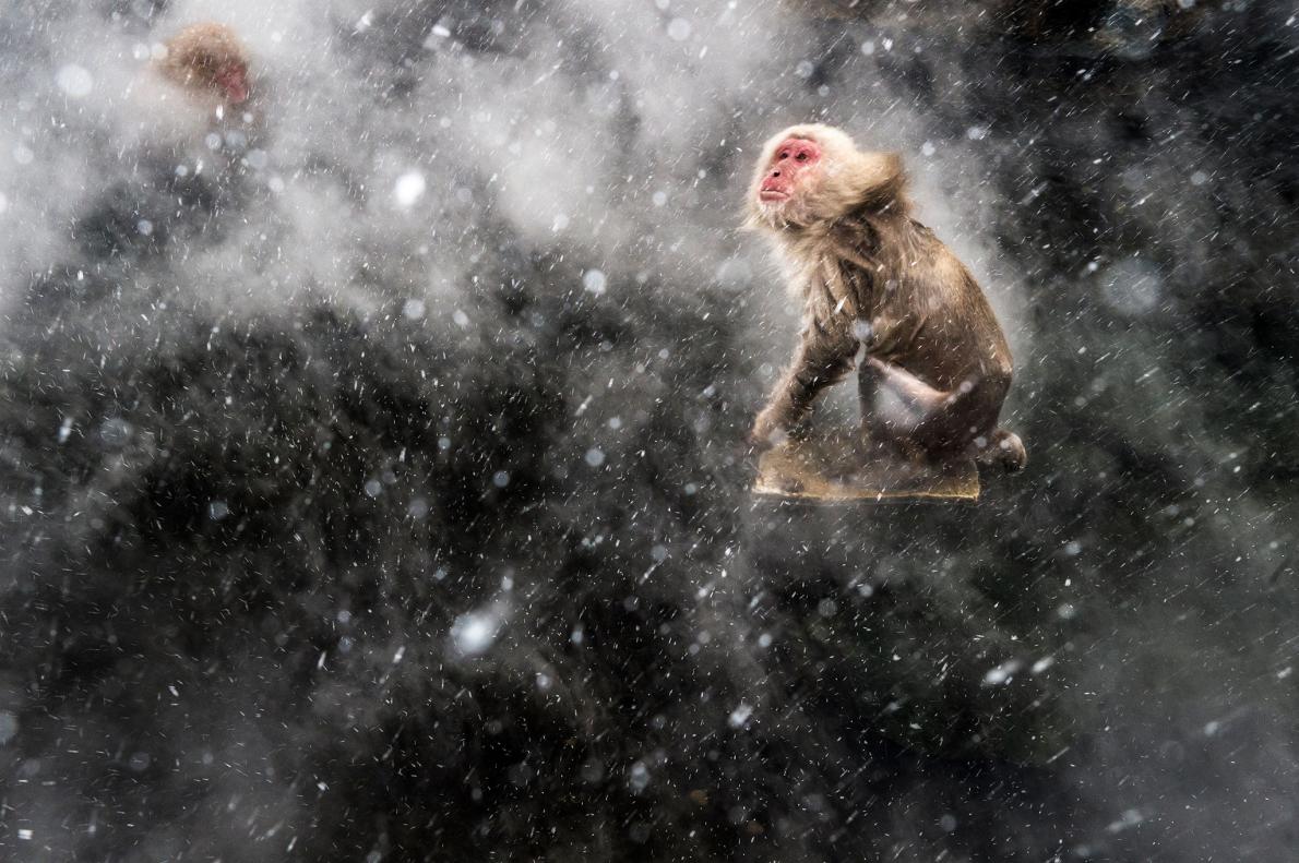 感情が静かに伝わってくるサルの写真10点 | ナショナル ジオ