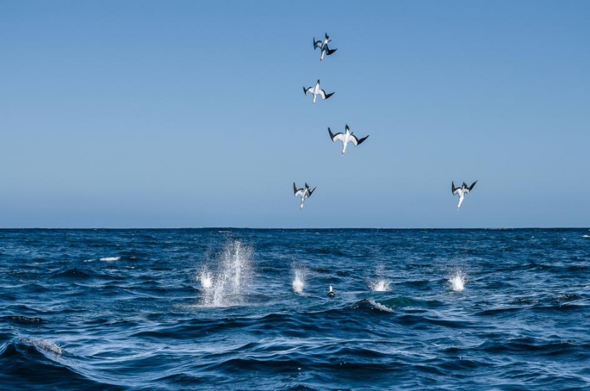 激写 海の狂騒に鳥もイルカも グランプリ作品撮影秘話 ナショナルジオグラフィック日本版サイト 激写 海の狂騒に鳥もイルカも グランプリ作品撮影秘話 ナショナルジオグラフィック日本版サイト