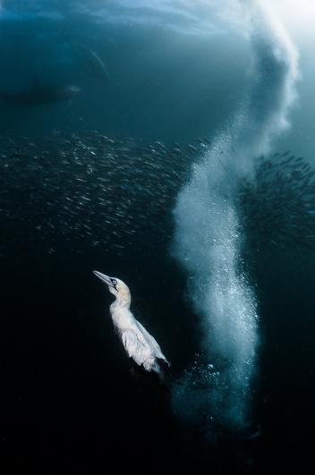 激写 海の狂騒に鳥もイルカも グランプリ作品撮影秘話 ナショナルジオグラフィック日本版サイト