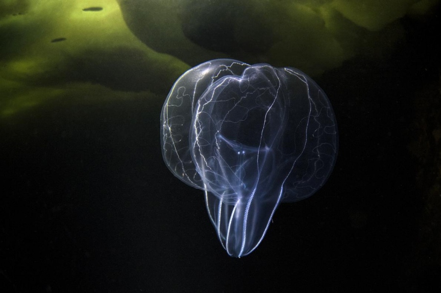 北極の氷の下 この世のものと思えない神秘の生物たち 写真12点 ナショナル ジオグラフィック日本版サイト