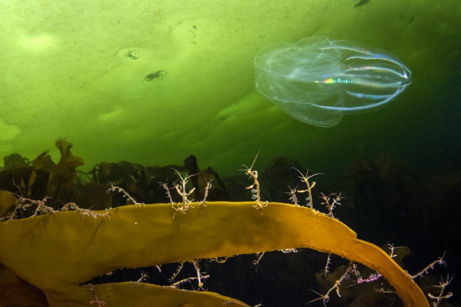 北極の氷の下 この世のものと思えない神秘の生物たち 写真12点 ナショナルジオグラフィック日本版サイト