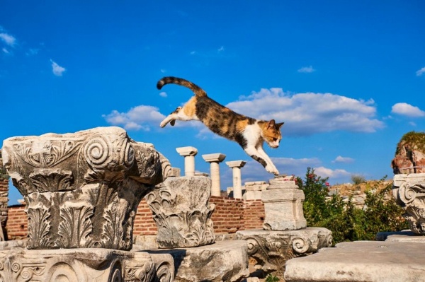 世界の街ネコを旅する 写真15点 ナショナルジオグラフィック日本版サイト 世界の街ネコを旅する 写真15点 ナショナルジオグラフィック日本版サイト