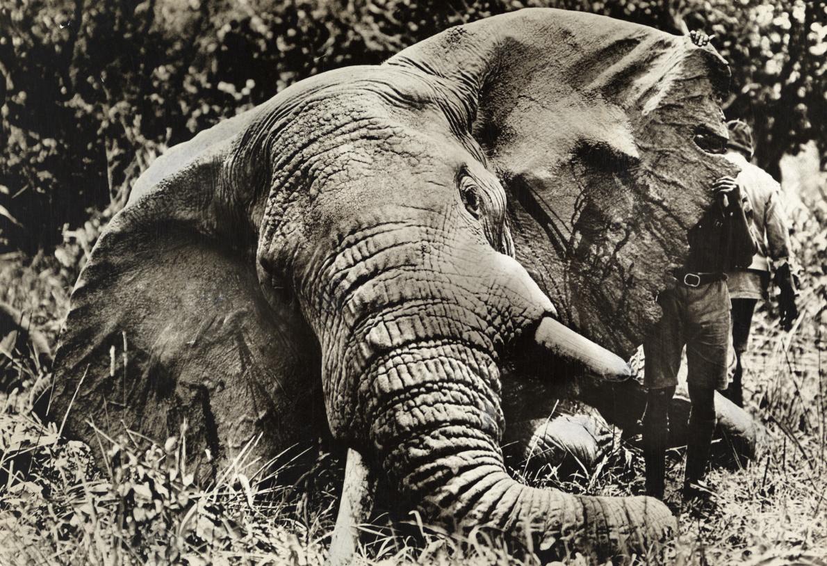 ゾウと人の付き合い100年の変遷 写真16点 ナショナルジオグラフィック日本版サイト
